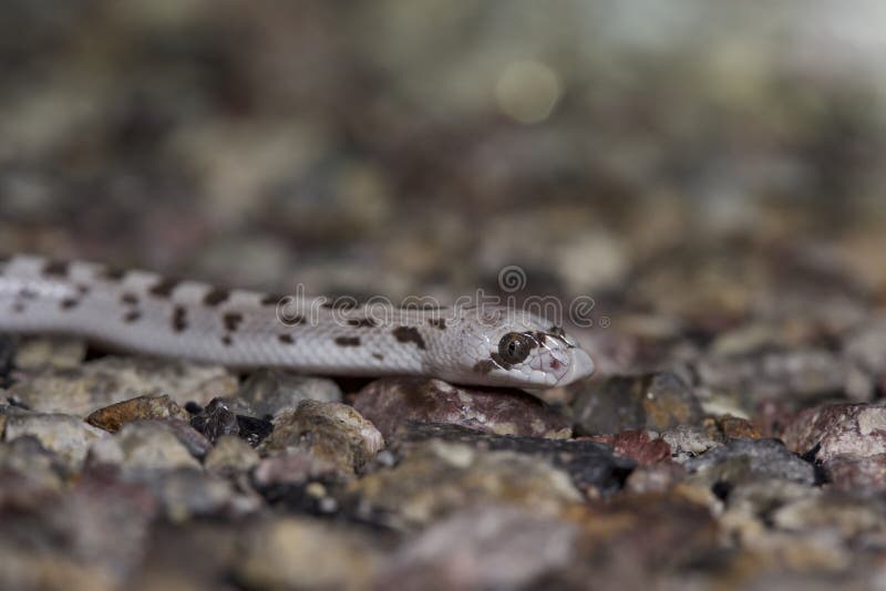 Spotted Folha-cheirou a serpente imagem de stock Spotted Folha-cheirou a serpente imagem de stock