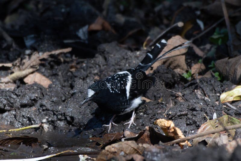 132 Sikkim Animals Stock Photos - Free & Royalty-Free Stock Photos from Dreamstime 132 Sikkim Animals Stock Photos - Free & Royalty-Free Stock Photos from Dreamstime