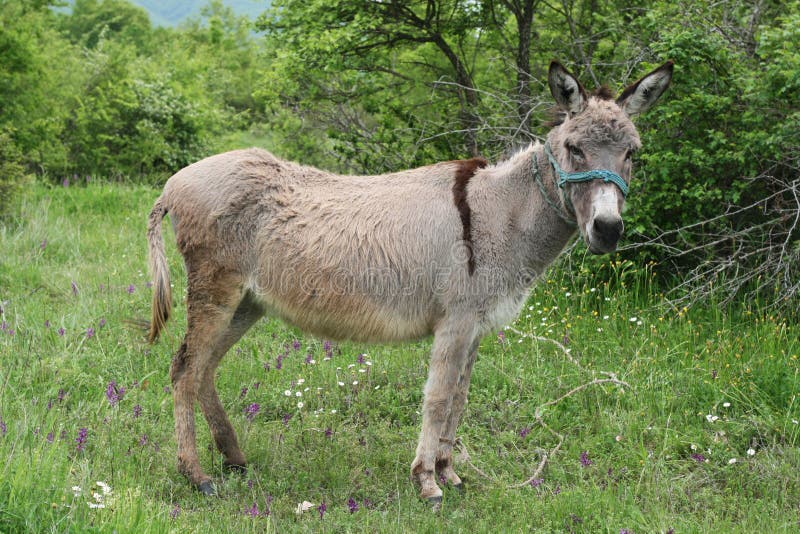 Spotted grey donkey