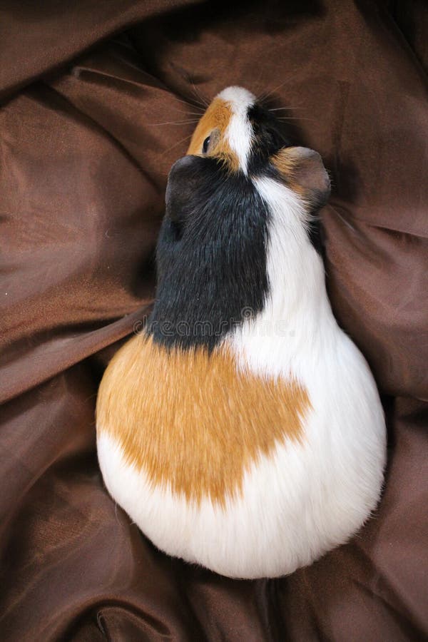 Guinea pig fat