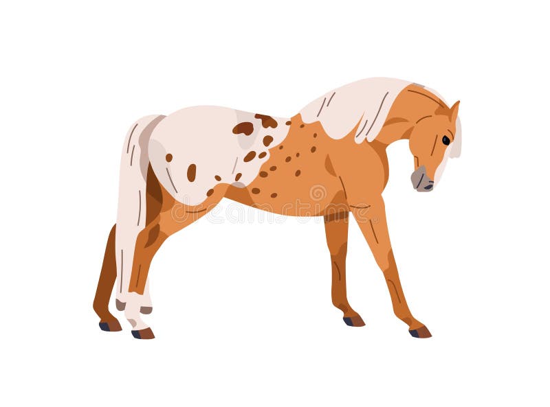 Appaloosa Horse Images – Browse 3,726 Stock Photos, Vectors, and Video