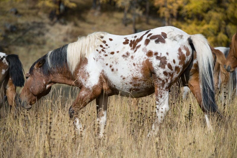 Spotted horse at ranch stock image. Image of spotted 43186171