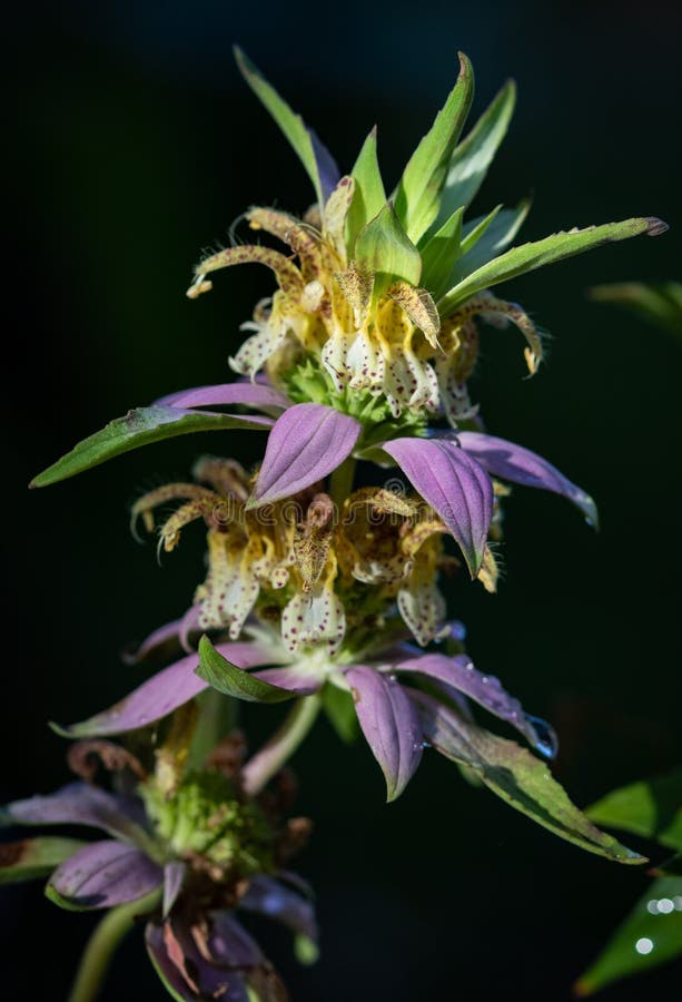 Spotted Horsemint or Bee Balm in bloom