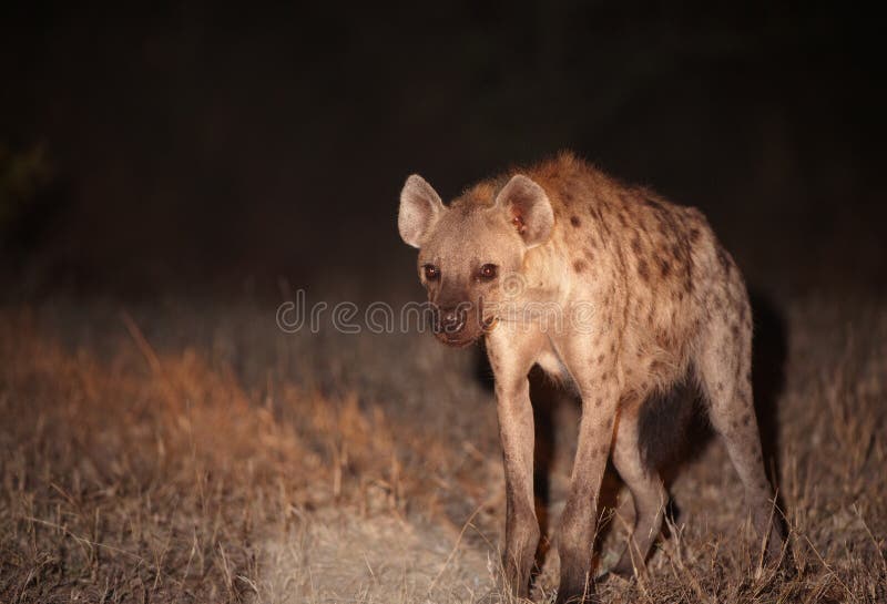 Spotted hyaena (Crocuta crocuta)