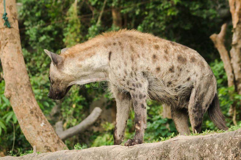 Spotted Hyaena Walking on a Rock. Hyaena is the Largest Type of Hyena Stock  Photo - Image of kalahari, africa: 207700928