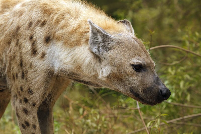 Young male spotted hyena stock photo. Image of hyena 60820914