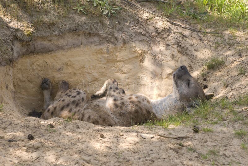 Spotted Hyena or Laughing Hyena