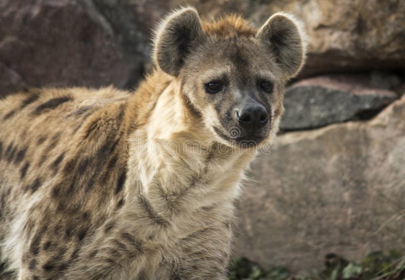 Spotted Hyena