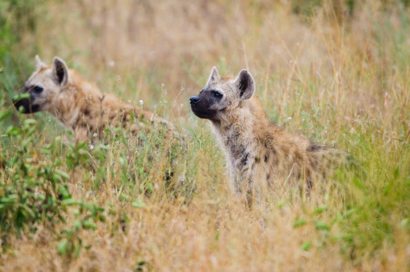 Spotted Hyenas hunting, South Africa royalty free stock image Spotted Hyenas hunting, South Africa royalty free stock image