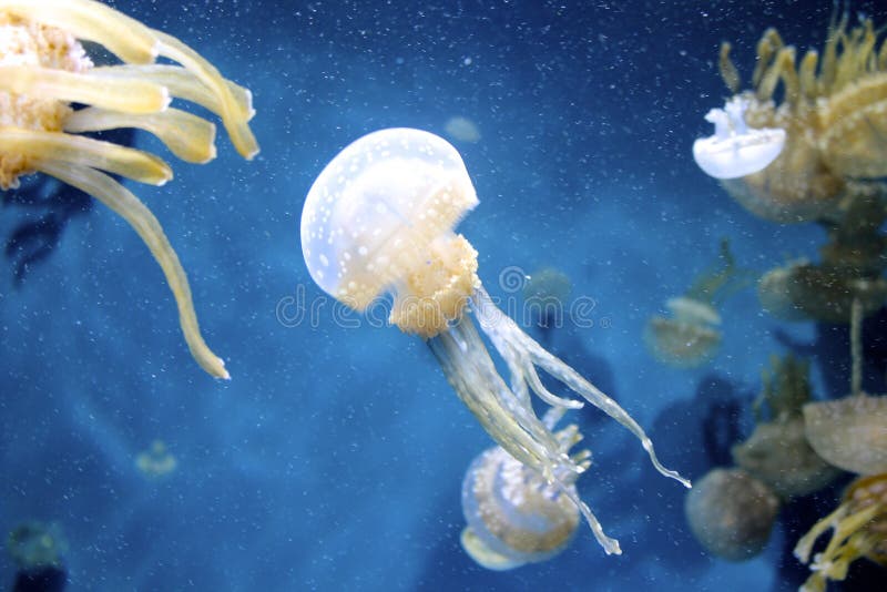 Varios punteado gelatina flotante alrededor en azul Agua.