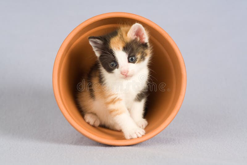 Spotted kitten and a flower pot