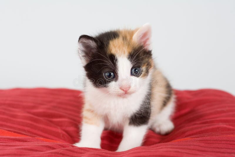 Spotted kitten and a red pillow