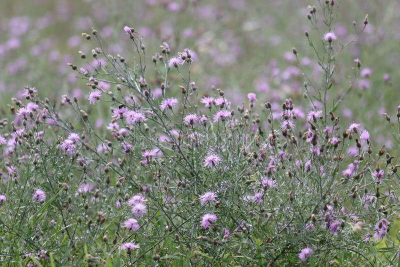 Invasive Purple Spotted Knapweed