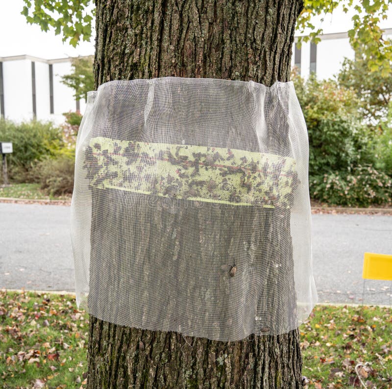 https://thumbs.dreamstime.com/b/spotted-lanternfly-trap-sticky-tape-used-to-trap-lanternflies-covered-netting-to-prevent-birds-getting-harmed-201833672.jpg