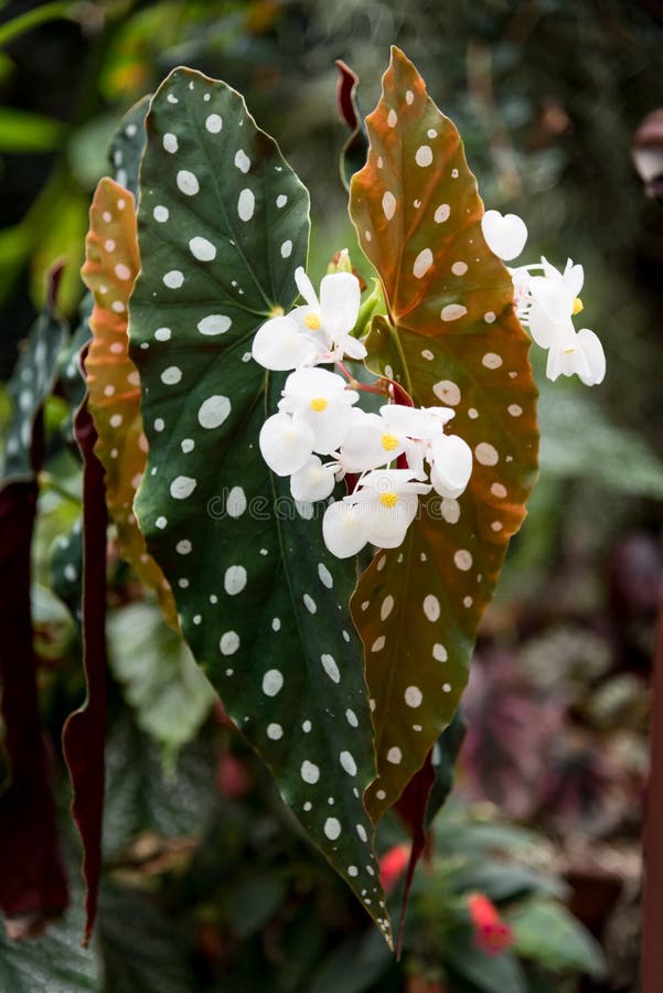 Details 176 imagen begonia manchada