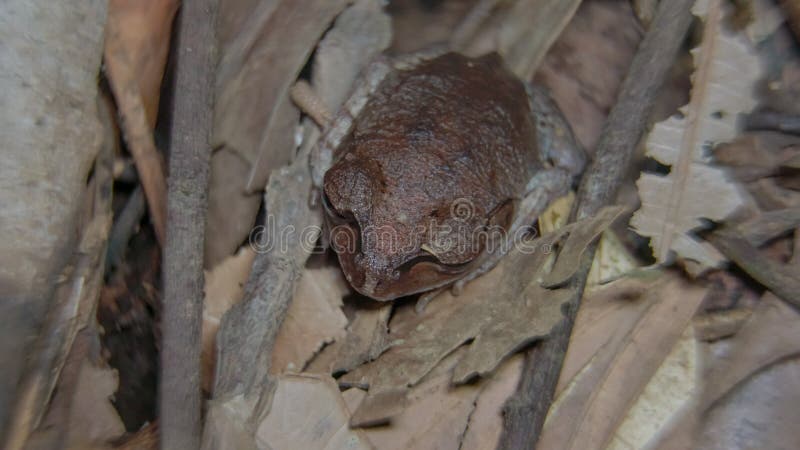 Frog Dead Body Stock Photos - 590 Images