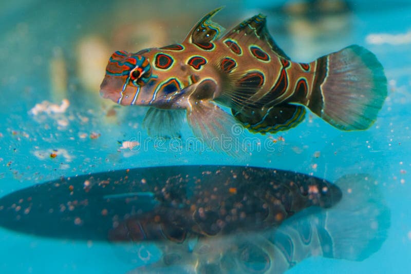 Spotted Mandarin Dragonet in Aquarium