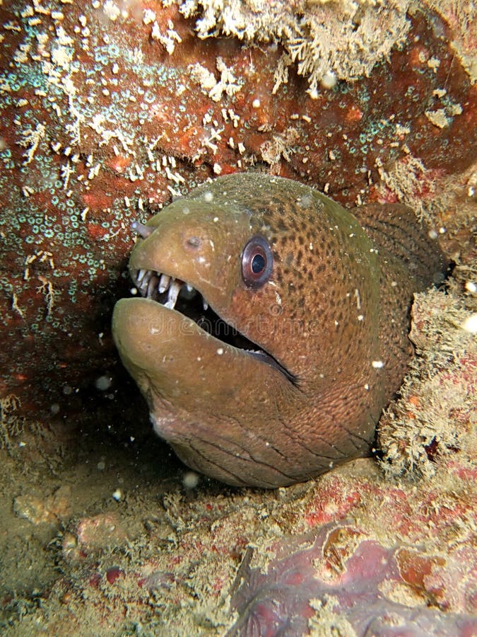 Spotted moray eel stock photo. Image of reef, animal, habitat 4639850