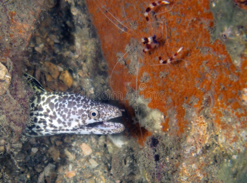 A Spotted Moray Eel (Gymnothorax Moringa) in Florida Stock Image