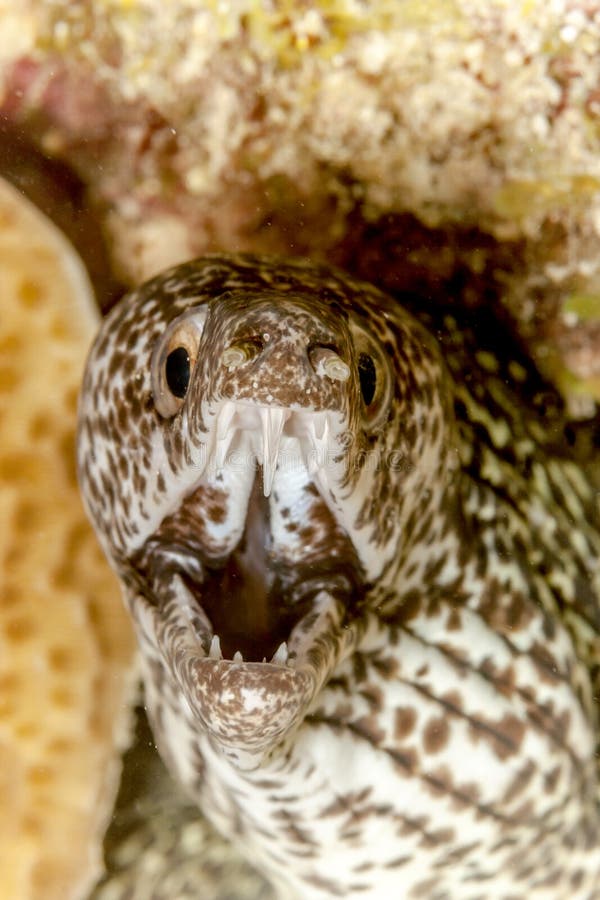 Spotted moray (Gymnothorax isingteena)