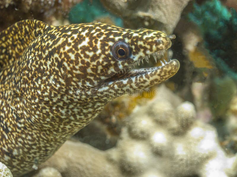 Spotted moray,Gymnothorax moringa