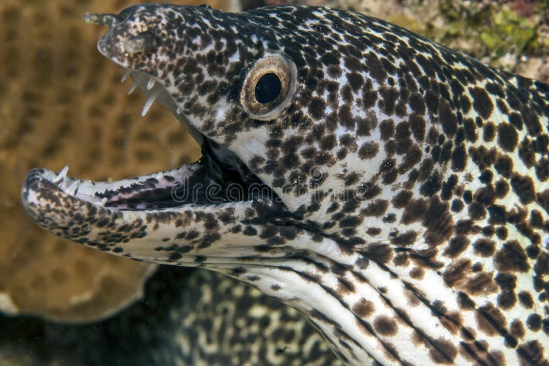 Spotted moray, Gymnothorax moringa