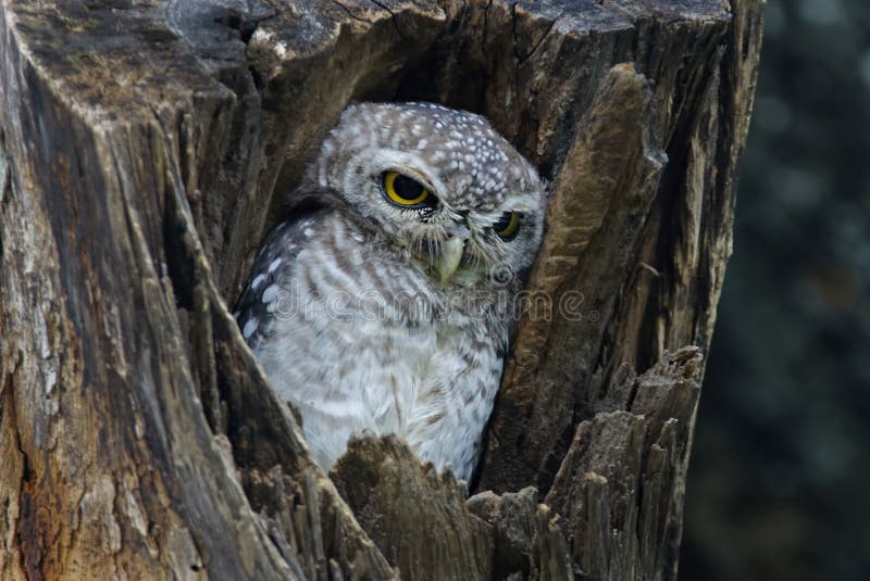 Spotted Owlet Athene Brama Cute Birds In Tree Hollow Stock Photo ...