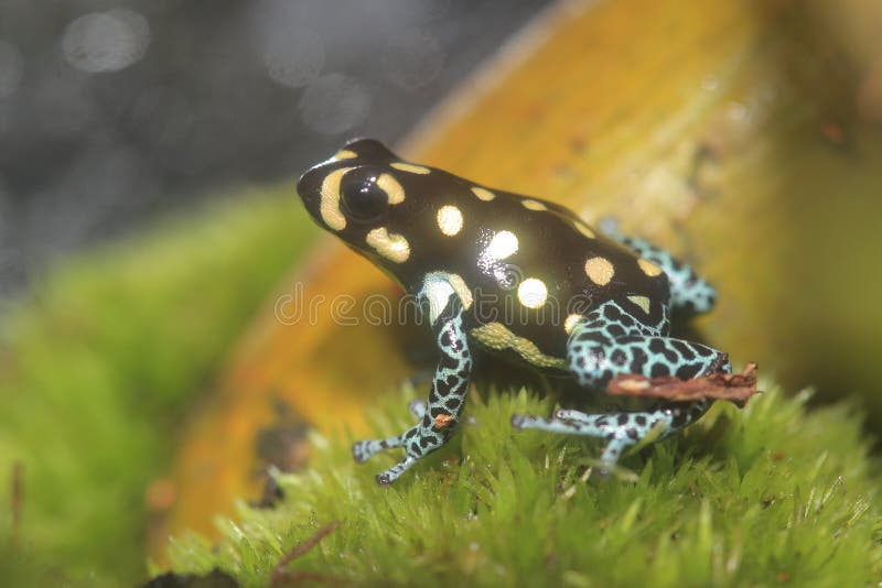 Amazon Poison Arrow Frog Rainforest Peru Stock Image Image of dart