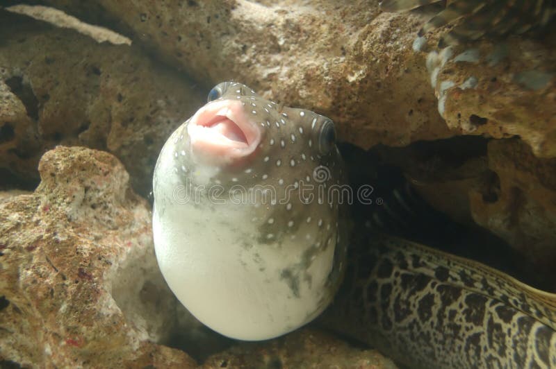 Puffer Fish stock image. Image of scuba, close, ocean, reef 457333