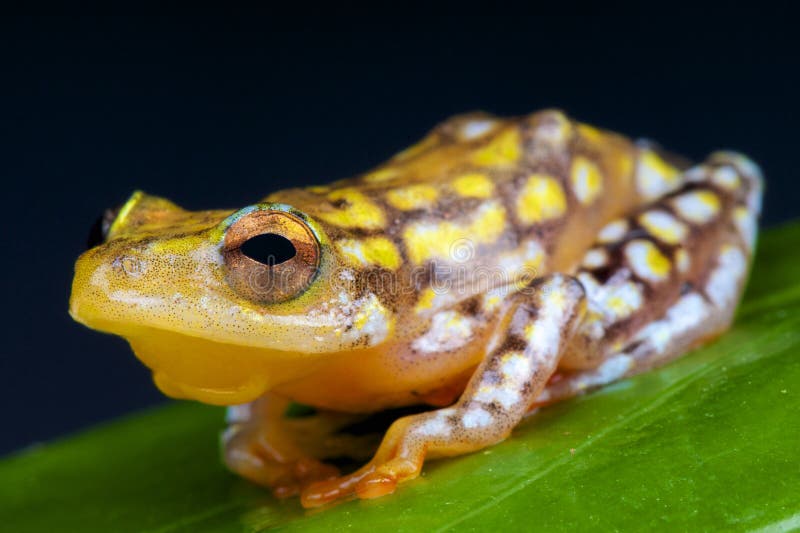 Spotted reed frog / Hyperolius substriatus