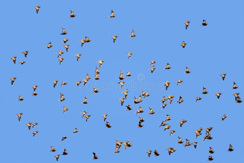 Spotted sandgrouse in flight