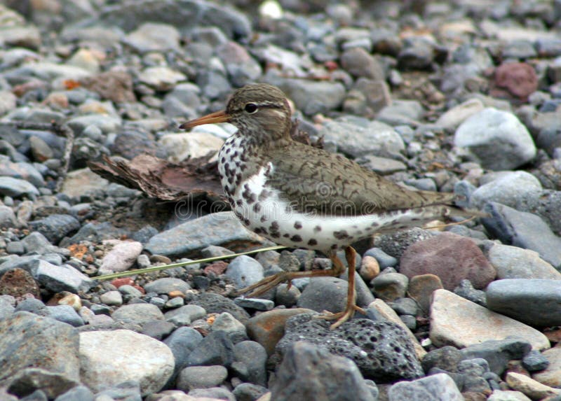 Spotted Sandpiper