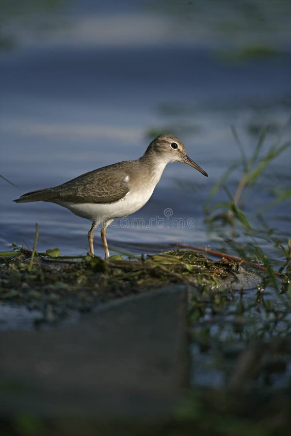 Spotted sandpiper, Actitis macularis