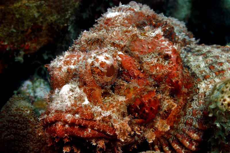 Spotted Scorpionfish (scorpaena plumieri)