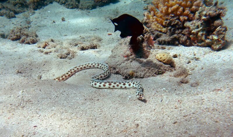 Spotted snake eel stock photo. Image of barrier, ocean - 20539650