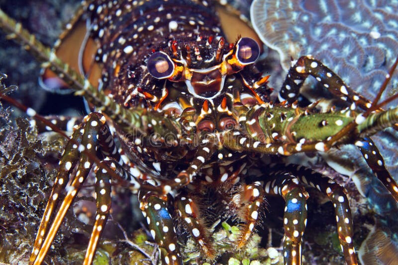 Spotted spiny lobster