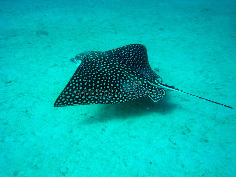 A big white spotted stingray swimming gently
