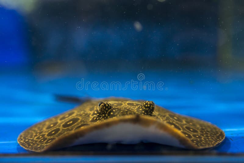 Freshwater spotted stingray in the aquarium
