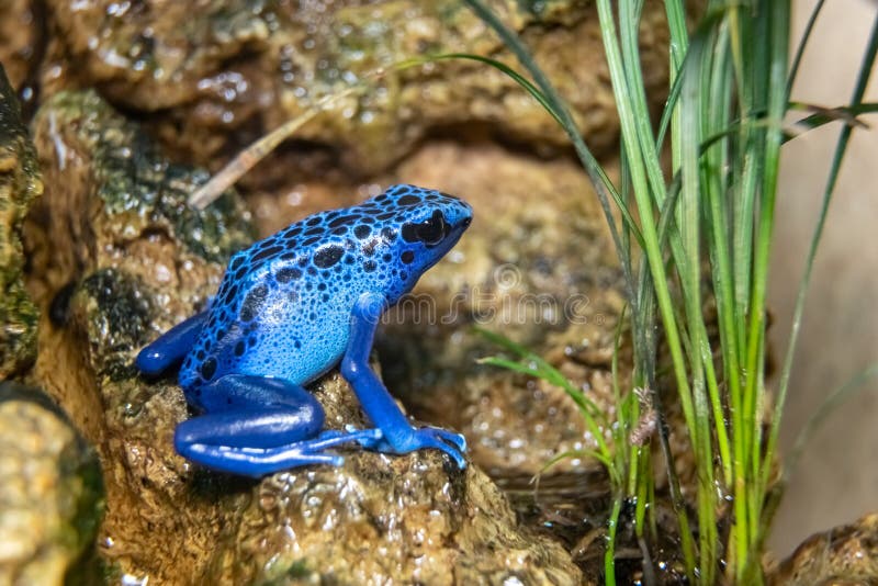 Spotted Tree Climber. Tree climber-dyer. The frog is a dyer. Spotted arboretum. Dendrobates tinctorius. royalty free stock photo