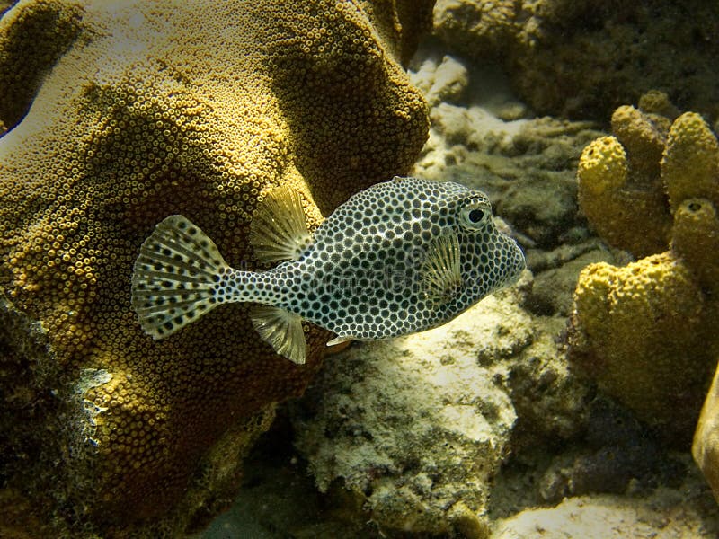 Spotted Trunkfish stock photography