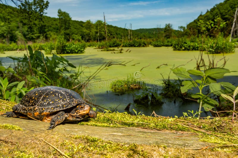 A Spotted Turtle basking on a mossy log in New England. Log animal stock images, royalty-free photos and pictures