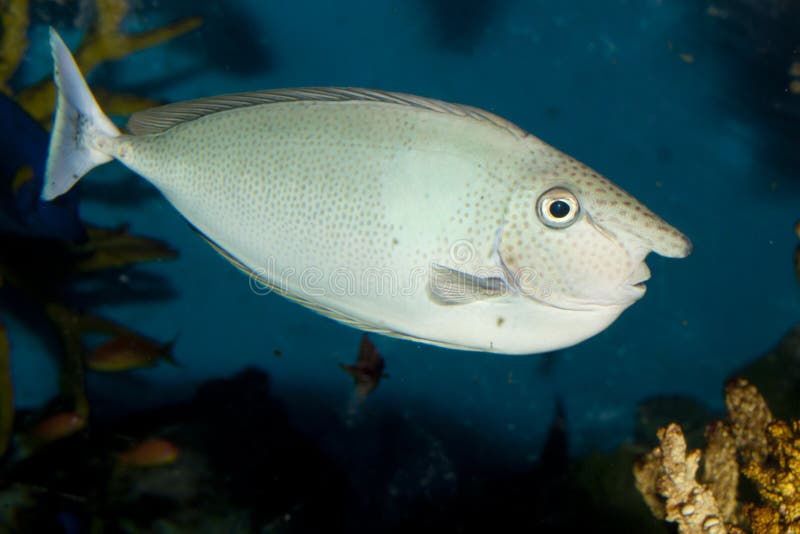 Spotted unicornfish (Naso brevirostris)