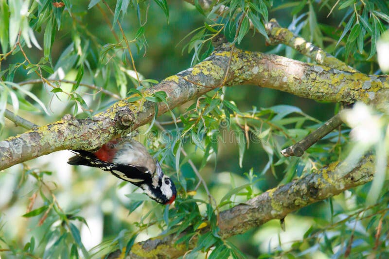Spotted Woodpecker Hangs Upside Down on a Branch Stock Photo - Image of