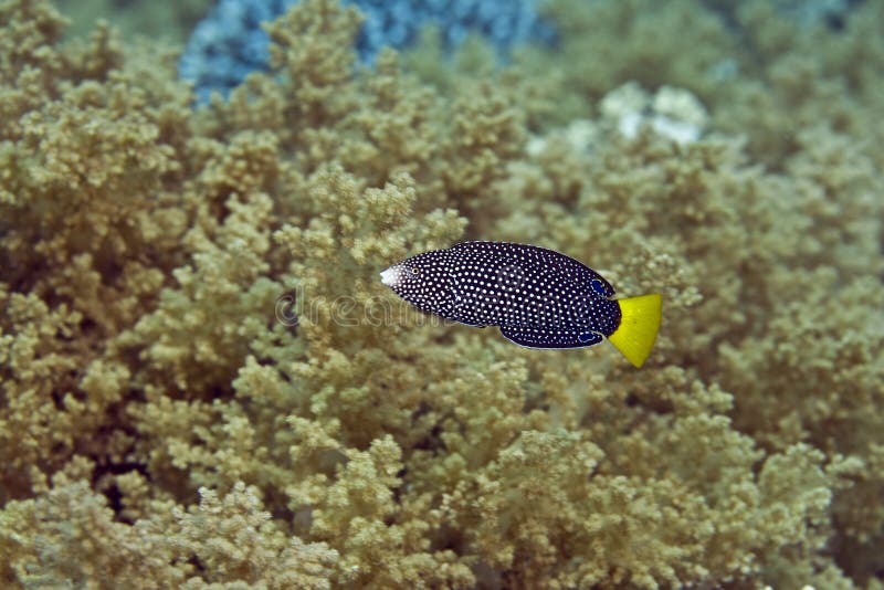 Spotted wrasse juv. (anampses meleagrides)