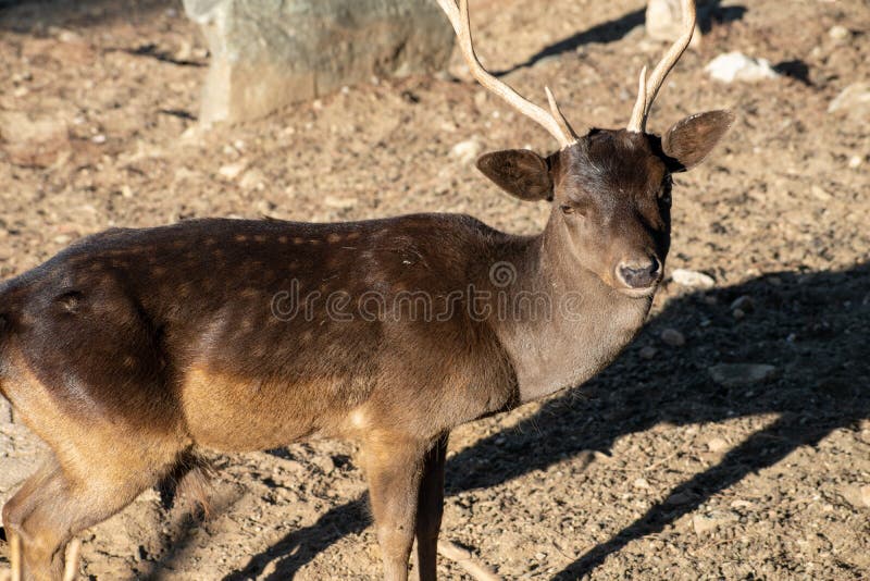 Spotted deer most commonly occur in herds of 10 to 50 individuals, with one or two males and a number of females and young. They primarily eat grasses and vegetation but will also ingest their shed antlers as a source of nutrients. Spotted deer most commonly occur in herds of 10 to 50 individuals, with one or two males and a number of females and young. They primarily eat grasses and vegetation but will also ingest their shed antlers as a source of nutrients.