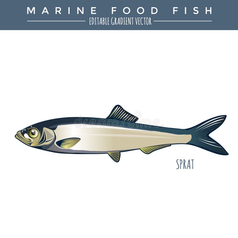 Sprat. Marine Food Fish