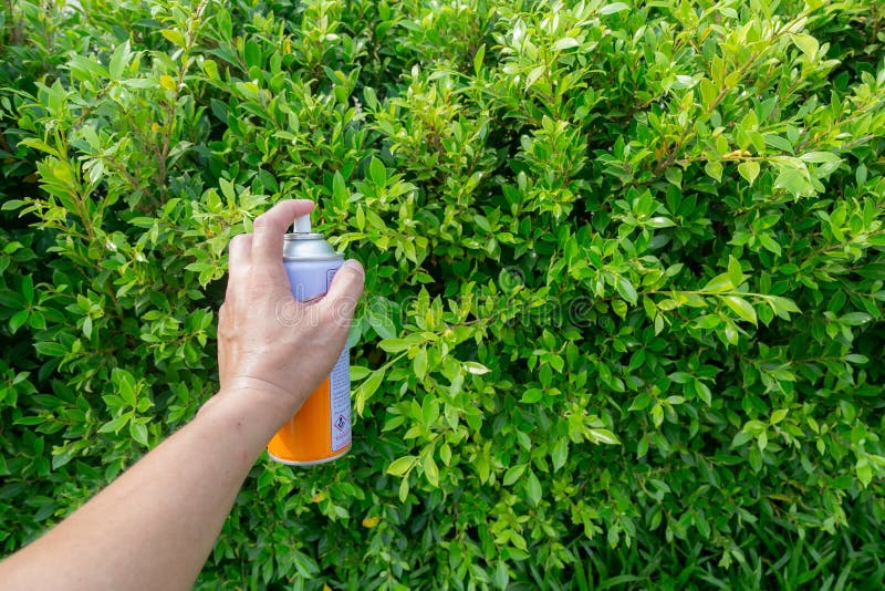 Spray Insecticides To Prevent Leafy Fungus Stock Photo Image of indoor, exterminator 169469846