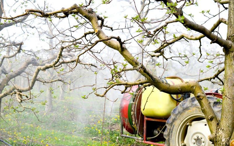 Farmer Spraying Apple Orchard in April, Spring Stock Photo Image of