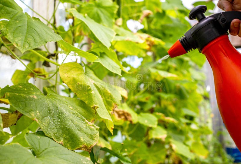 Spraying Borage with Copper Sulfate from Pests and Yellowing of the