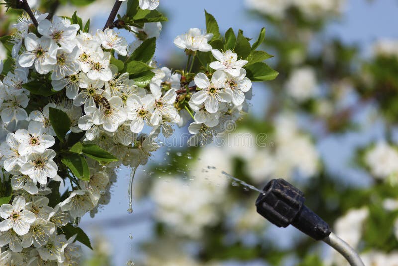 Spraying Cherry Tree With Garden Hand Sprayer. Stock Image Image of
